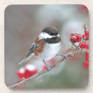 Dessous-de-verre Chickadee dans la neige en baisse avec les baies