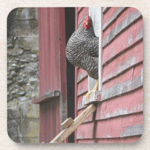 Dessous-de-verre Chicken Coop