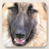 CHIEN ALLEMAND SHEPHERN