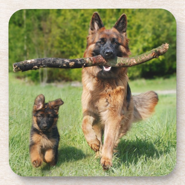 Dessous-de-verre Chien berger allemand à longue chair et chiot (Devant)