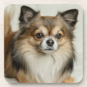 Dessous-de-verre Chien chihuahua, Chien chiot, long et lourd