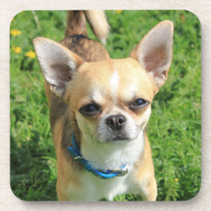 Dessous-de-verre Chien chihuahua minuscule