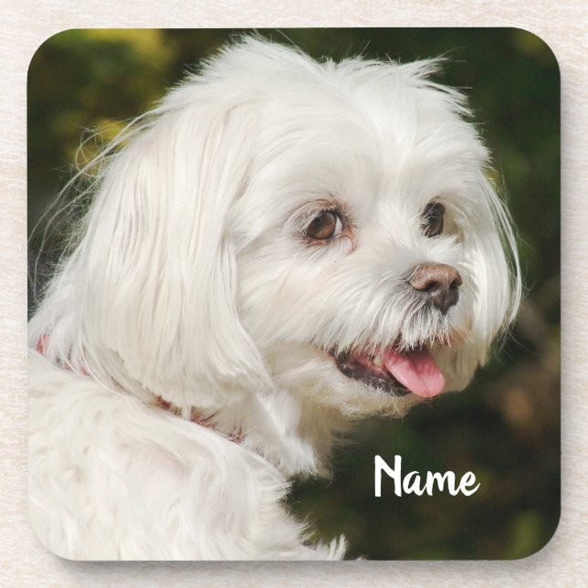 Dessous-de-verre Chien chiot maltais blanc personnalisé (Devant)