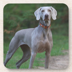Dessous-de-verre Chien chiot Weimaraner