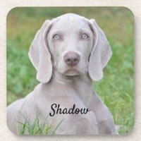 Chien coquelicot Weimaraner personnalisé