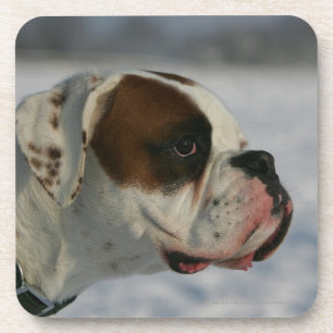 Dessous-de-verre Chien de boxeur dans la neige