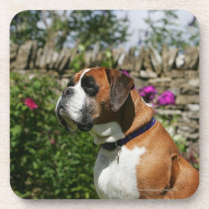 Dessous-de-verre Chien de boxeur en fleurs