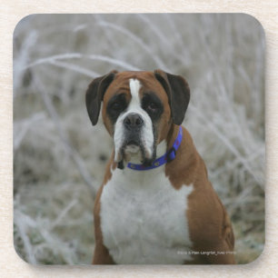 Dessous-de-verre Chien de boxeur se reposant dans le Frost