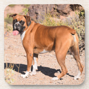 Dessous-de-verre Chien de chiot blanc et de chien de boxe