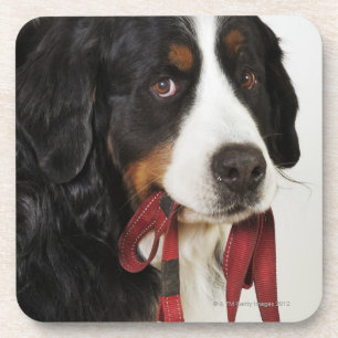 Dessous-de-verre Chien de montagne de Bernese (Berner Sennenhund)
