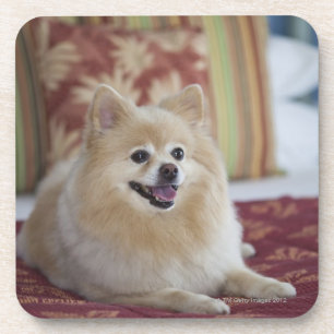 Dessous-de-verre Chien de Pomeranian dans la chambre d'hôtel