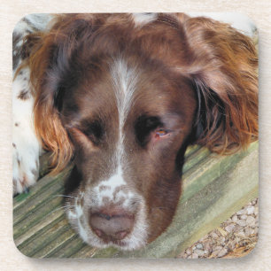 DESSOUS-DE-VERRE CHIEN ESPAGNOL