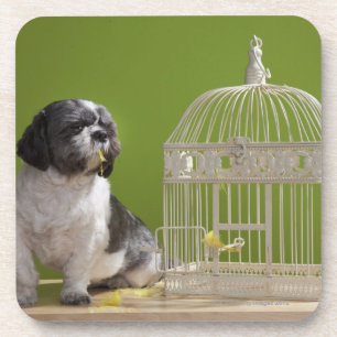 Dessous-de-verre Chien près d'une cage à oiseaux