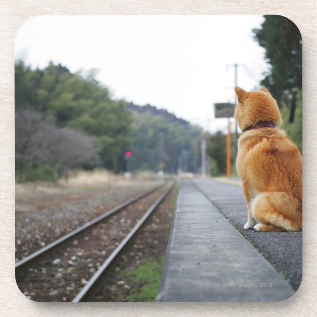 Dessous-de-verre Chien se reposant sur la station de train (Devant)