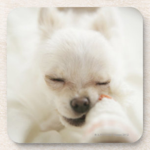 Dessous-de-verre Chien tenant le jouet dans la bouche