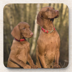 Dessous-de-verre Chiens de chasse - Chasse - Vizsla Hound 