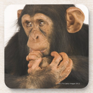 Dessous-de-verre Chimpanzé (troglodytes de casserole). Jeune