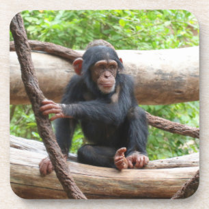 Dessous-de-verre Chimpanzée 001