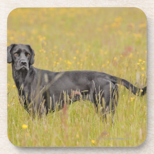 Dessous-de-verre Chiot 16 mois