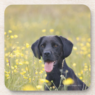 Dessous-de-verre Chiot 16 mois 2