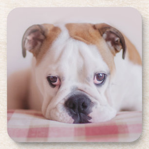 Dessous-de-verre Chiot anglais timide de bouledogue