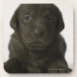 Dessous-de-verre Chiot Brown, portrait, plan rapproché