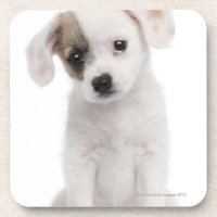 Chiot croisé de race (2 mois)