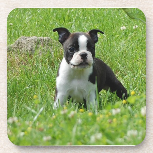 Dessous-de-verre Chiot de Boston Terrier dans l'ensemble de dessous (Devant)