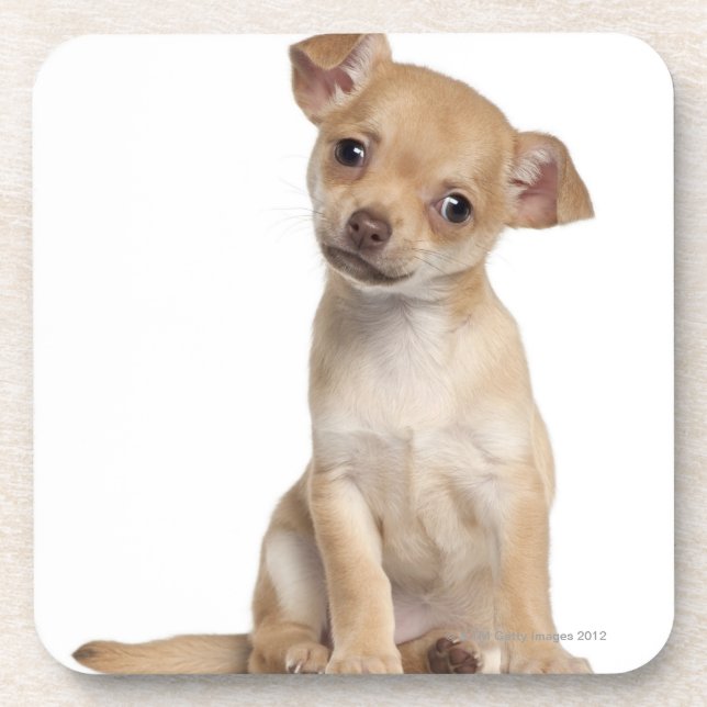 Dessous-de-verre Chiot de chiwawa (2 mois) (Devant)
