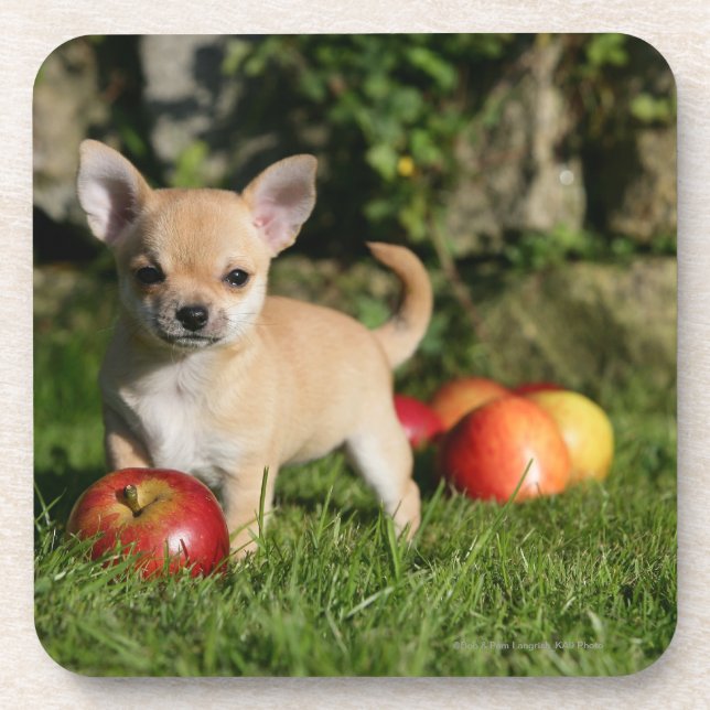 Dessous-de-verre Chiot de chiwawa avec des pommes (Devant)