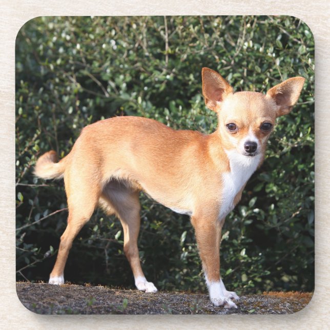 Dessous-de-verre Chiot de chiwawa de tasse de thé (Devant)