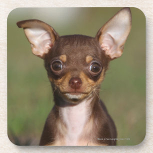 Dessous-de-verre Chiot de chiwawa regardant l'appareil-photo