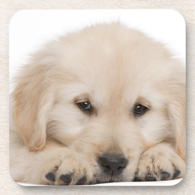 Dessous-de-verre Chiot de golden retriever (Devant)