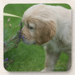 Dessous-de-verre Chiot de golden retriever