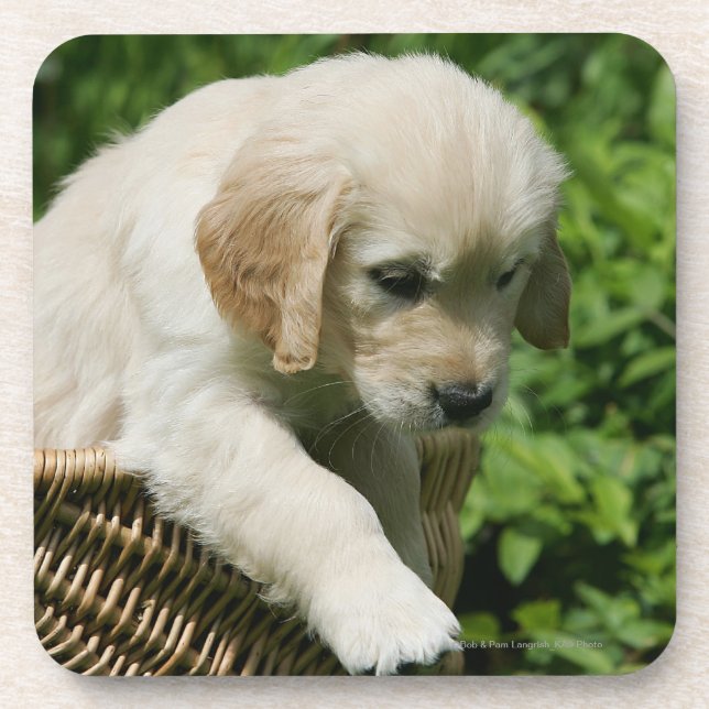 Dessous-de-verre Chiot de golden retriever dans le panier (Devant)