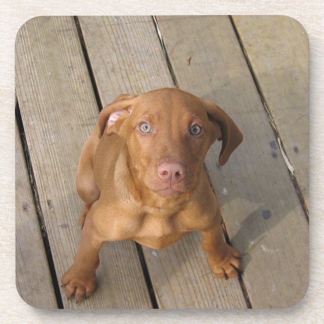 Dessous-de-verre chiot de vizsla (Devant)