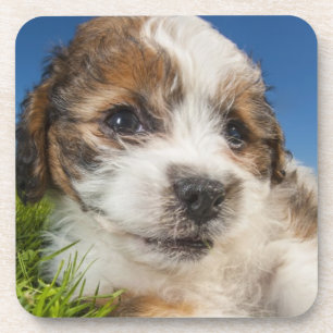Dessous-de-verre Chiot mignon (Shitzu)