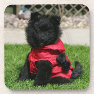 Dessous-de-verre Chiot noir de Pomeranian regardant