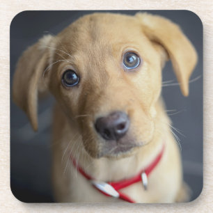 Dessous-de-verre Chiot rouge de Fox Labrador