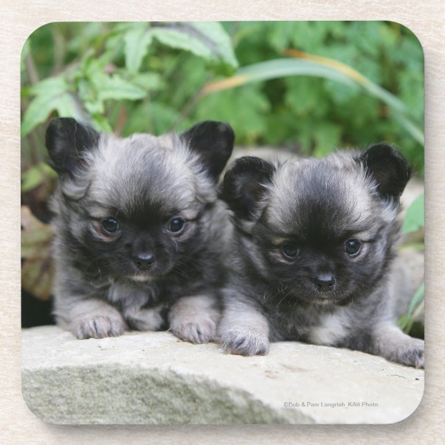 Dessous-de-verre Chiots aux cheveux longs de chiwawa (Devant)