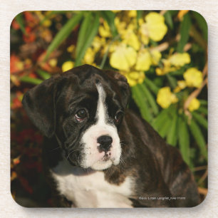 Dessous-de-verre Chiots de boxeur