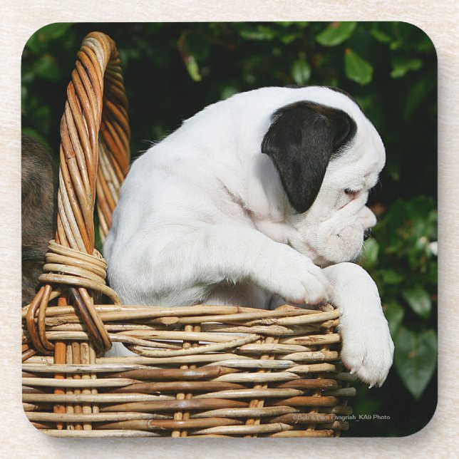 Dessous-de-verre Chiots de boxeur dans le panier (Devant)