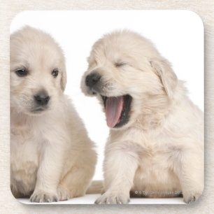 Dessous-de-verre Chiots de golden retriever (4 semaines de)