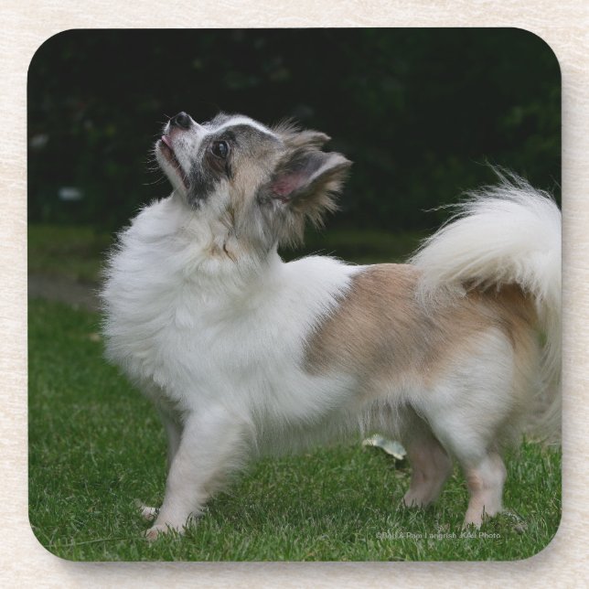 Dessous-de-verre Chiwawa aux cheveux longs regardant (Devant)