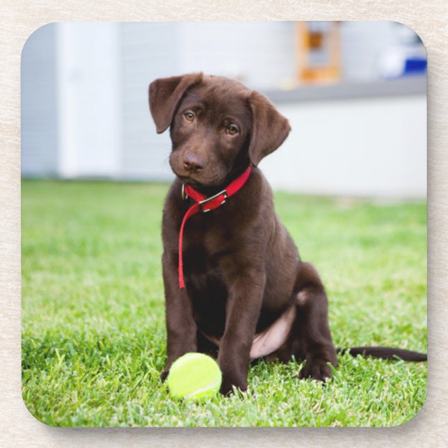 Dessous-de-verre Chocolat Labrador Puppy Avec Tennis Ball (Devant)