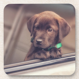 Dessous-de-verre Chocolate Labrador Puppy In Car