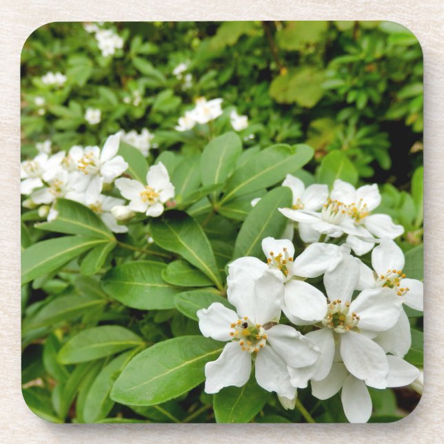 Dessous-de-verre Choisya Ternata (Devant)