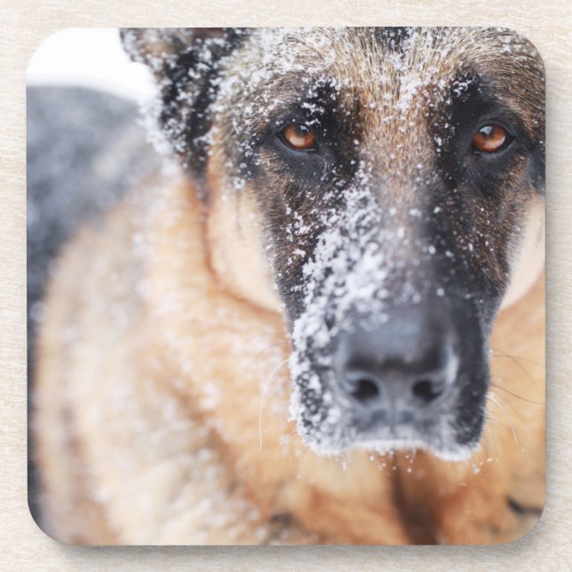 Dessous-de-verre Closeup Berger Allemand Couvert De Neige (Devant)