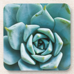 Dessous-de-verre Closeup Succulent