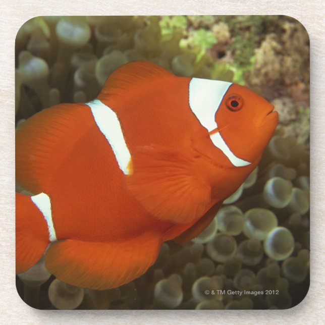 Dessous-de-verre Clownfish marron avec l'actinie (Devant)